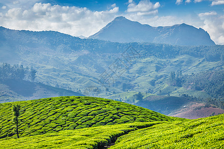 早上的绿茶种植园,印度喀拉拉邦的穆纳尔印度喀拉拉邦穆纳尔茶园图片