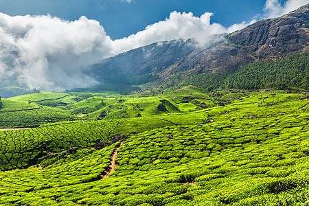风景优美的绿色茶园穆纳尔,喀拉拉邦,印度印度的茶园图片