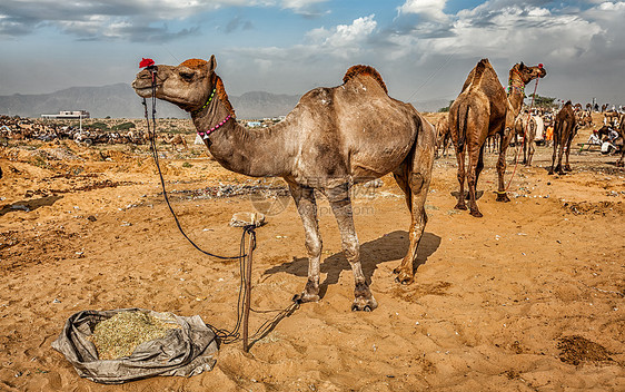 普什卡尔梅拉骆驼的全景图像普什卡尔骆驼博览会普什卡,拉贾斯坦邦,印度印度普什卡尔梅拉骆驼博览会的骆驼图片