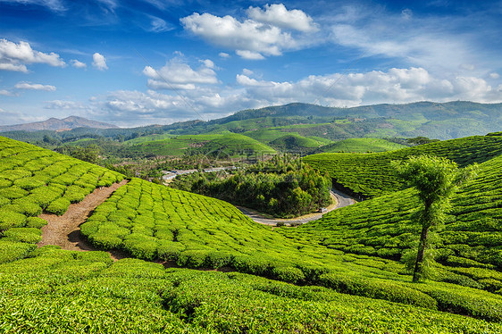早上的绿茶种植园,印度喀拉拉邦的穆纳尔印度喀拉拉邦穆纳尔茶园图片