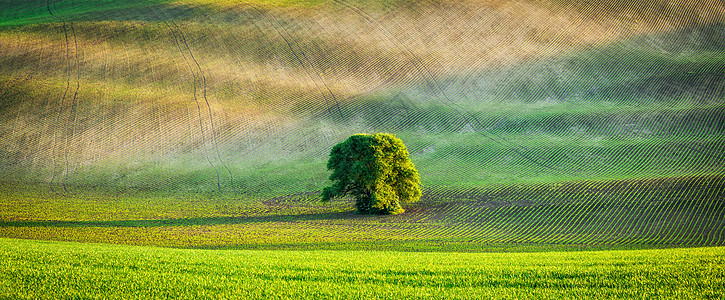 捷克共国莫拉维亚犁田滚动景观中孤独树的全景犁田孤独树的全景背景图片