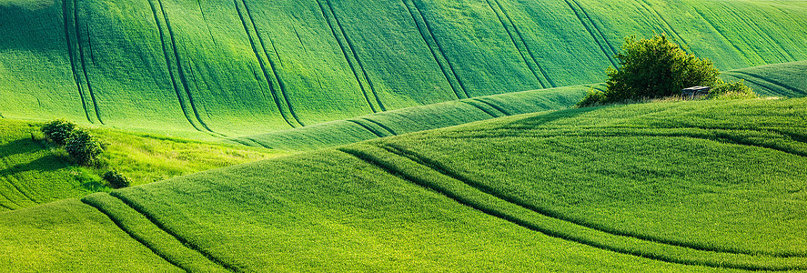 一望无际的绿色稻田背景图片