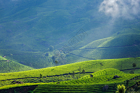 喀拉拉印度旅游背景慕尼黑绿色茶园与低云,喀拉拉,印度旅游景点印度喀拉拉邦穆纳尔的绿茶种植园图片