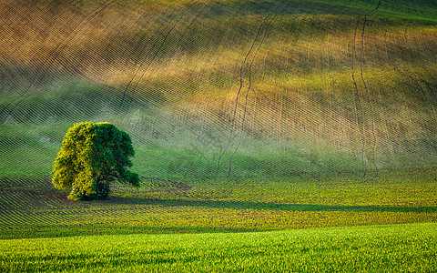 捷克共国莫拉维亚犁田的孤独树耕田里的孤独的树背景图片