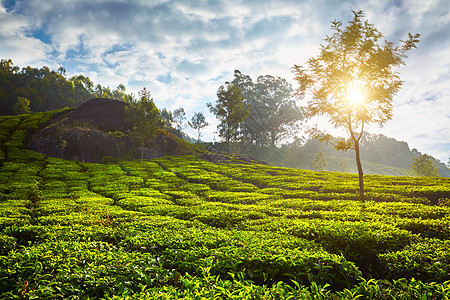 早上的绿茶种植园穆纳尔,喀拉拉邦,南印度早上的茶园,印度图片