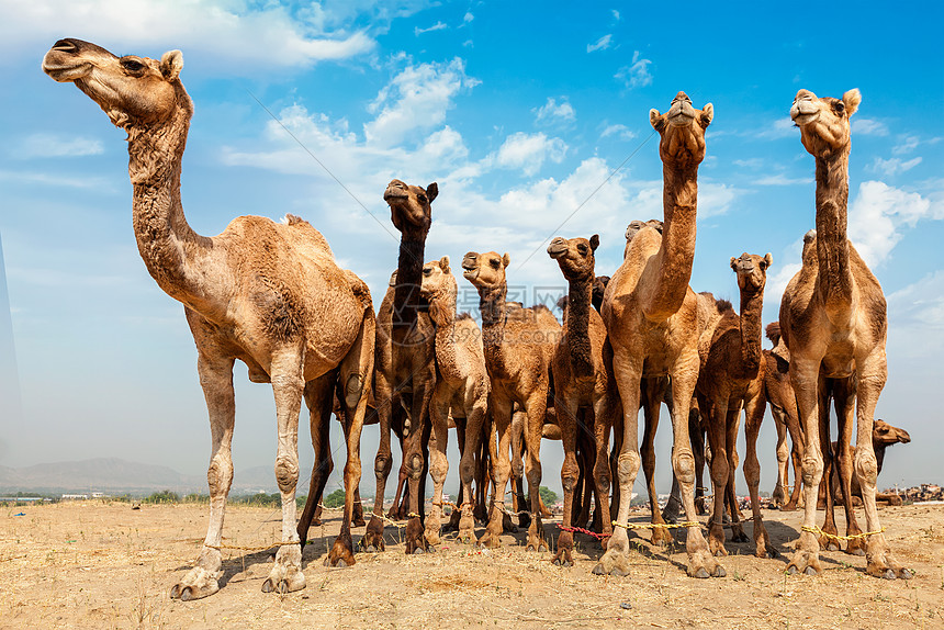 骆驼普什卡尔梅拉著名的骆驼牲畜博览会普什卡尔镇普什卡梅拉世界上最大的骆驼博览会重要的旅游景点之普什卡,拉贾图片