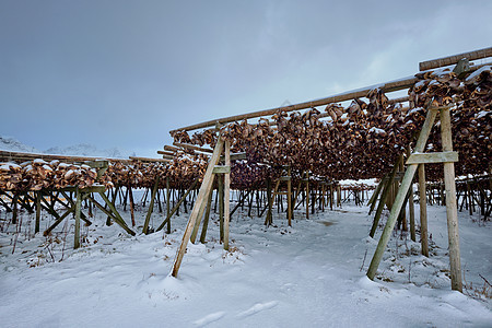 冬天为鳕鱼鱼头烘干薄片萨克里斯奥伊渔村,洛芬岛,挪威冬季干燥鱼类鳕鱼鱼片洛芬岛,图片