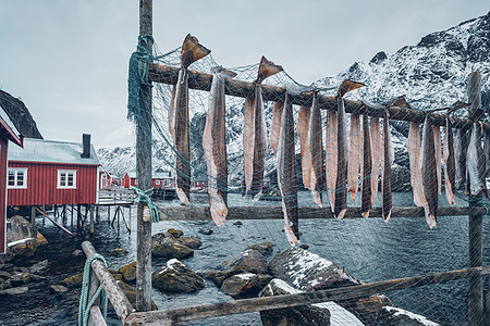 挪威峡湾的Nusfjord,传统的传统渔村,冬天用传统的红色Rorbu房屋烘干鳕鱼挪威洛福腾群岛挪威Nusfjord图片