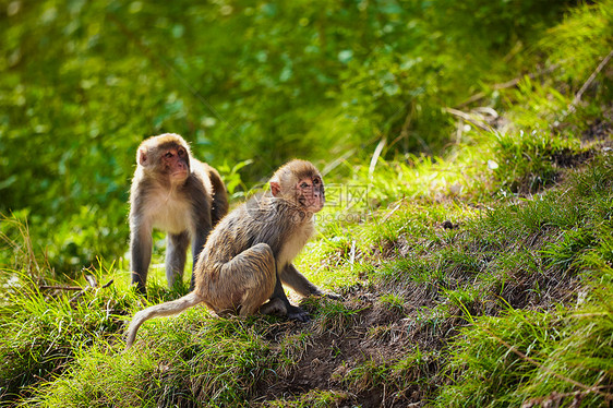 印度希马查尔邦希姆拉森林中的恒河猴印度恒河猴图片