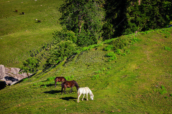 马喜马拉雅山脉放牧印度希马查尔邦库尔卢山谷马山上吃草图片