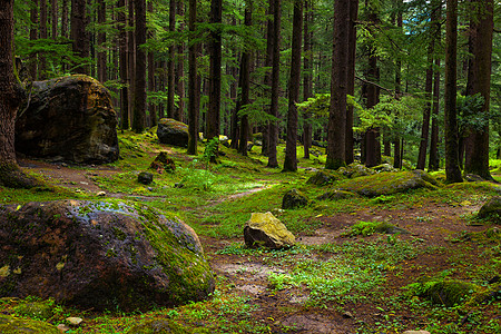 岩石的松林马纳利,印度希马查尔邦岩石绿色苔藓的松林图片