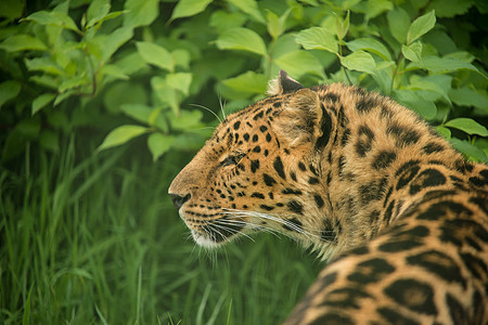 惊人的特写肖像美洲虎豹onca丰富多彩的充满活力的景观图片