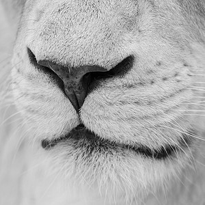 惊人的亲密肖像白色芭芭拉集狮子豹狮子狮子黑白图片