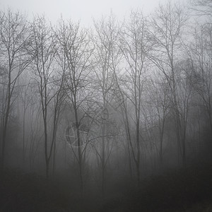 戏剧的喜怒无常的雾霭森林景观春秋季图片