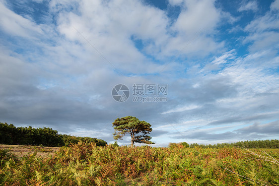 美丽的夏季日落景观形象的Bratley视图新森林公园英格兰图片