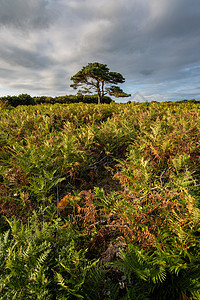 美丽的夏季日落景观形象的Bratley视图新森林公园英格兰图片