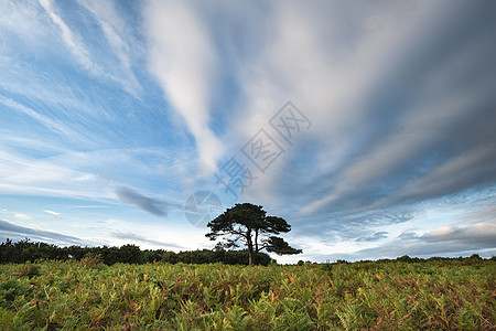 美丽的夏季日落景观形象的Bratley视图新森林公园英格兰图片