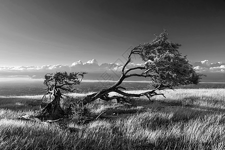 美丽的夏季日落景观形象,单树南坡公园英国乡村黑白图像图片