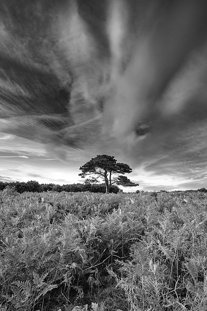 美丽的夏季日落景观形象的布拉特利视图新森林公园英格兰黑白图像图片