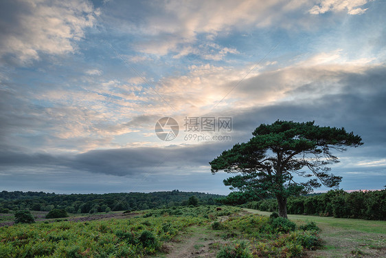 美丽的夏季日落景观形象的Bratley视图新森林公园英格兰图片