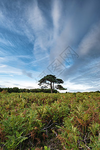 美丽的夏季日落景观形象的Bratley视图新森林公园英格兰图片