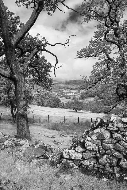 黑白美丽的景观形象,悬崖步行斯诺登尼亚俯瞰巴尔茅斯合作伊布林森林9月的雨天下午图片