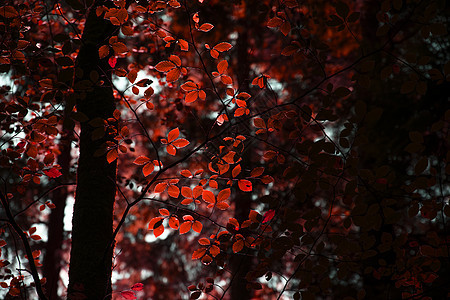 令人震惊的假红色秋天秋天秋天树秋天的颜色英国的新森林与美丽的阳光,颜色流行黑暗的背景图片