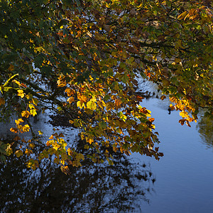 美丽的细节形象,充满活力的秋天落叶绚丽的聚光灯下的自然图片