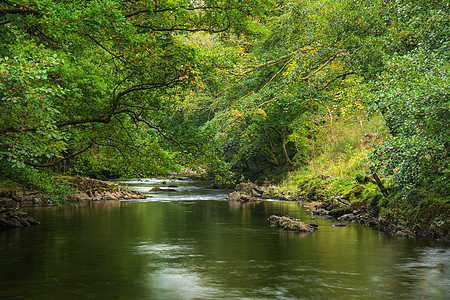 美丽茂盛的绿色河岸,河流缓缓流过平静的风景图片
