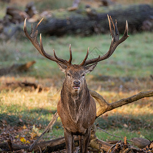 五彩缤纷的秋落林地景观中,红鹿鹿颈的惊人肖像图片