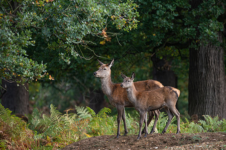 五颜六色的秋林景观中红鹿后的美丽肖像图片