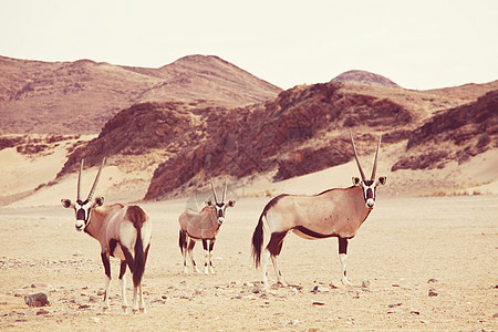 纳米比亚沙漠中的奥玛克斯图片