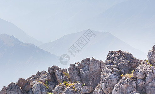 野生山羊攀登钦根山,乌兹别克斯坦,中亚图片