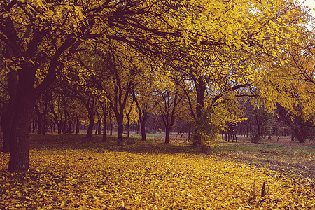 黄调的秋天场景图片