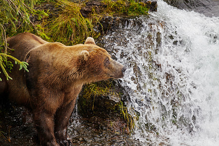 阿拉斯加的棕熊图片
