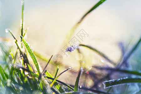 场景拍摄冬天的早晨山上拍摄冰冻的草背景