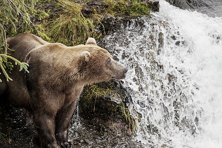 阿拉斯加的棕熊图片