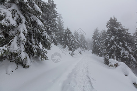 风景秀丽的雪覆盖森林冬季很适合诞节背景图片