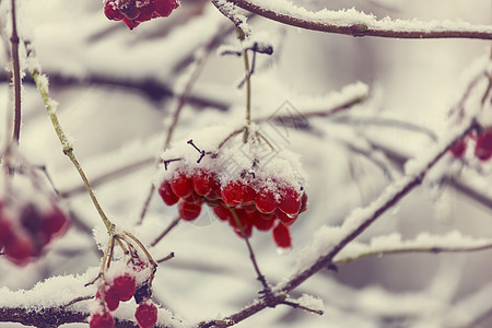 冬季的红色冷冻浆果图片