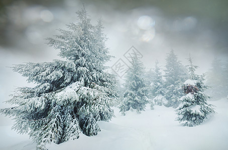 风景秀丽的雪覆盖森林冬季很适合诞节背景高清图片