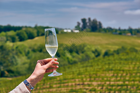 白葡萄酒杯加州品酒杯白葡萄酒葡萄园背景