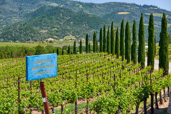 赤霞珠葡萄酒葡萄品种标志美国加州葡萄园景观图片