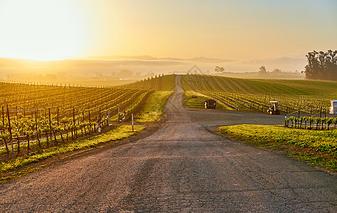 葡萄园景观日出加利福尼亚,美国图片