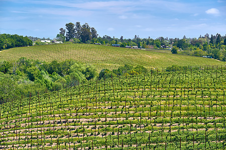 美国加州葡萄园景观图片