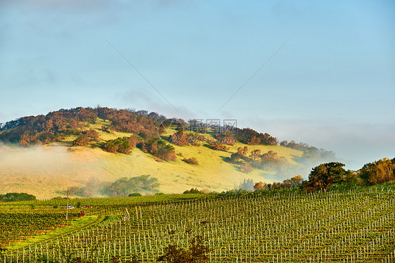 美国加州葡萄园景观图片