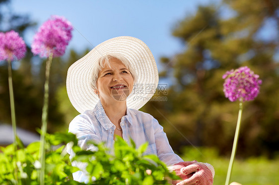 园艺人的快乐的老年女子与葱花夏季花园夏天的花园里葱花的高级女人图片