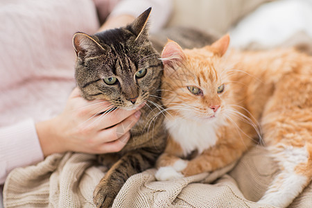 宠物,人的女主与红色塔比猫床上床上用红色Tabby猫主人图片