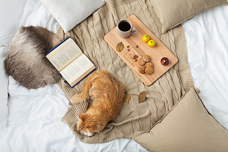 宠物,潮湿家畜红色塔比猫躺毯子上与书,柠檬茶燕麦饼干家里冬天冬天,红塔比猫躺家里的毯子上图片