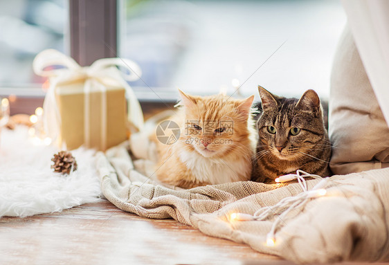 宠物,诞节潮湿的两只猫躺窗台上,带着毯子,现家里诞节猫躺窗台上用毯子图片