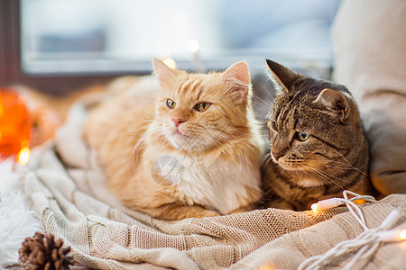 宠物,诞节潮湿的两只猫躺窗台上,家里毯子两只猫躺窗台上,家里毯子图片